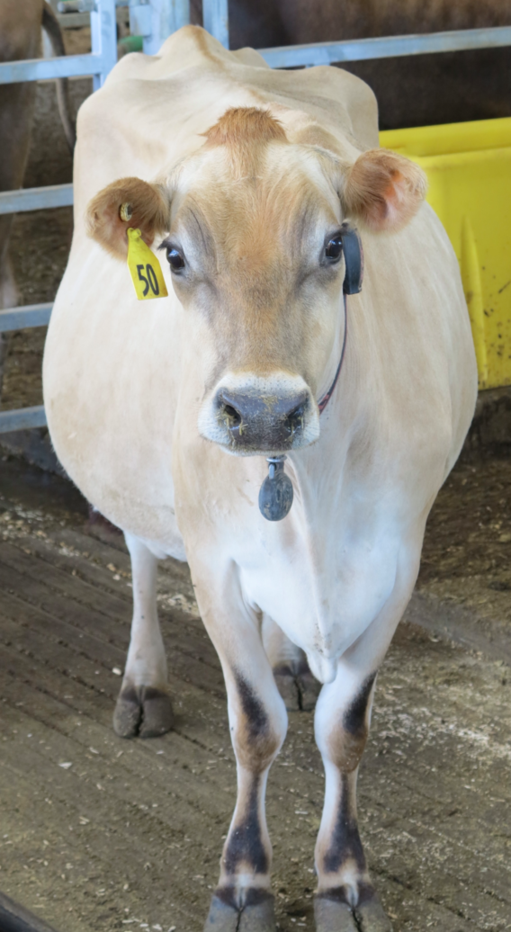 Can you stay above a 4.0% butterfat test in the summer?