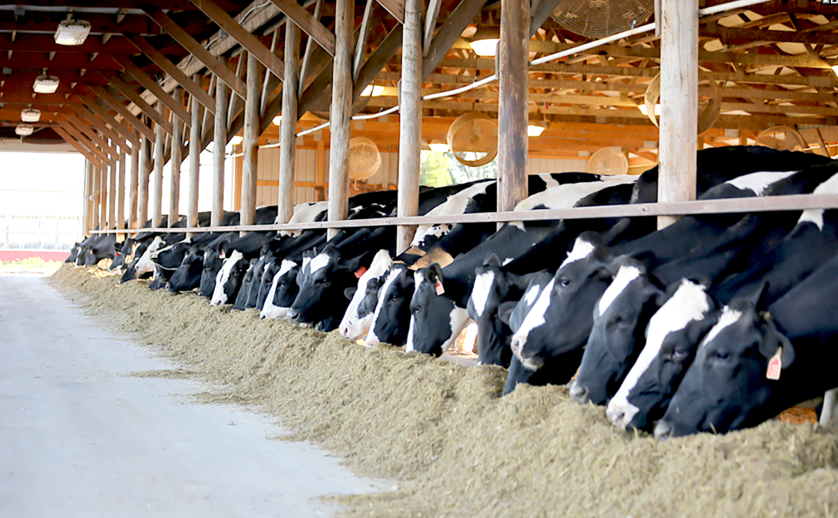 Are you home-growing fat for your dairy ration?